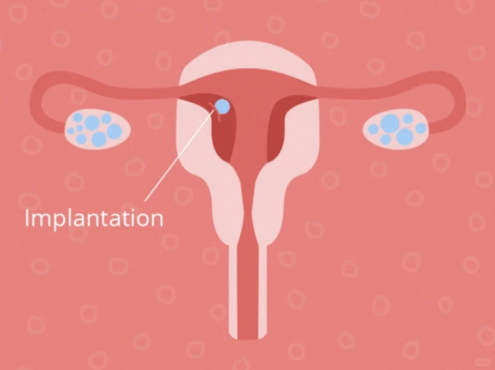 科普 | 试管移植后，胚胎宝宝在子宫里干什么,代孕一键咨询&哪家代孕公司好